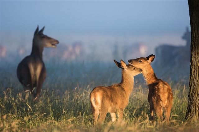 Baby Red Deer In Morning Light