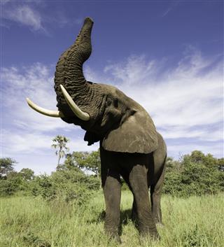 Elephant Raising Trunk