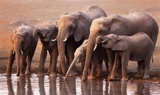 Elephants With Babies Drinking From Pond