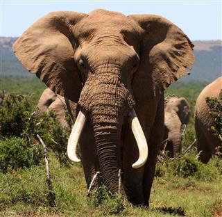 Huge Elephant With Big Tusks