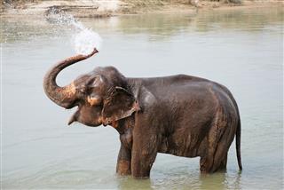 Elephant Splashing With Water