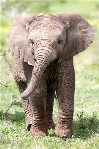 Baby African Elephant Calf