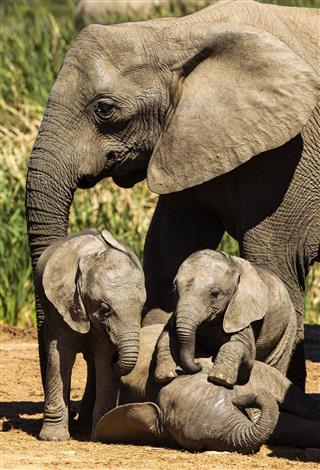 Elephant Family Play Time