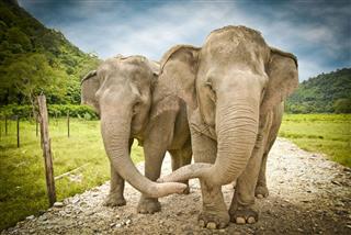 Two Elephants Holding Trunks