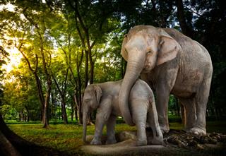 Elephant Family In Forest