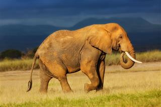 African Elephant Eating Grass