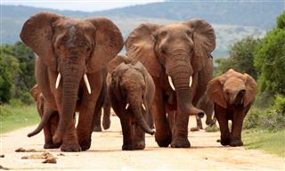 African Elephants In South Africa