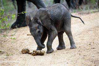 Elephant Calf Playing Football With Dung