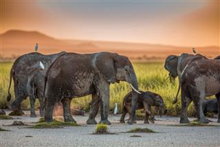 African Elephants At Sunset