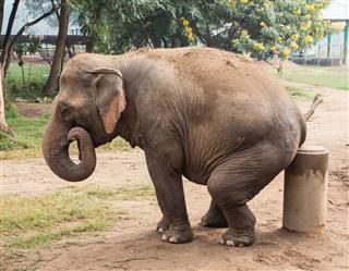 Asian Elephant Sitting Thailand