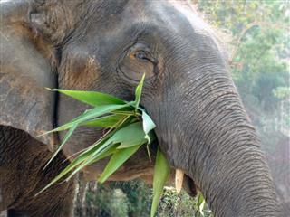 Elephant Eating Grass