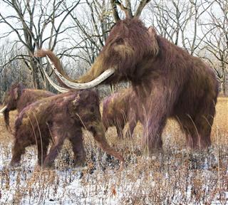 Woolly Mammoth Family In Forest