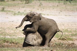 Young Elephant Playing