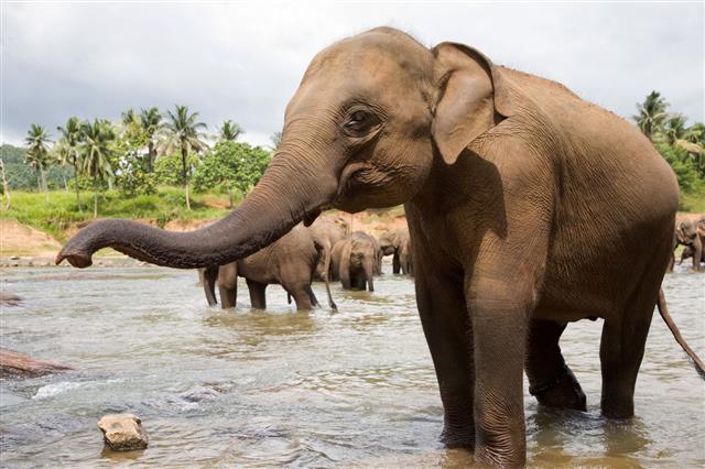 Elephants In River