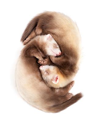 Two Ferret Kits Sleeping
