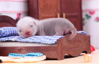 Ferret Baby In Doll House