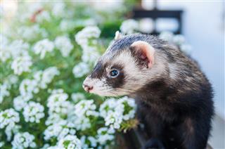 Ferret On A Fence
