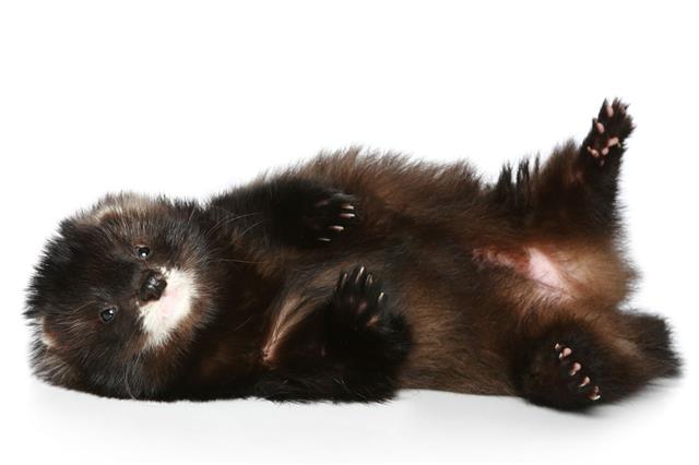 Ferret Has Rest On A White Background