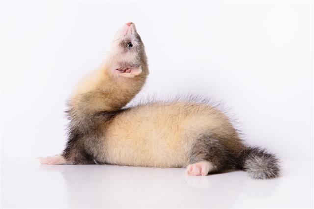 Young Animal Ferret