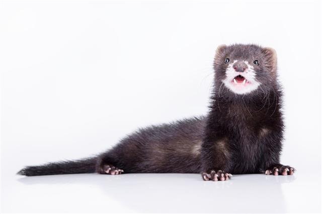 Small Rodent Ferret