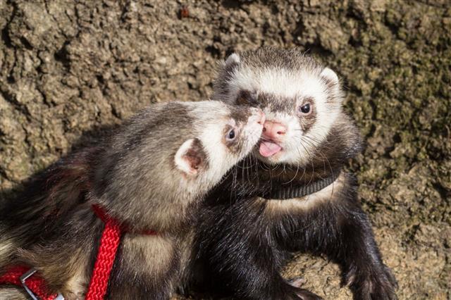 Kissing Couple Of Ferrets
