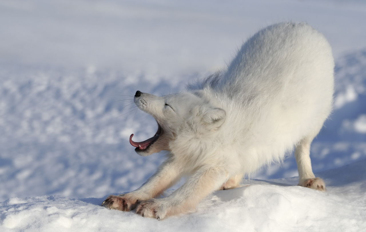 Arctic Fox Interesting Facts