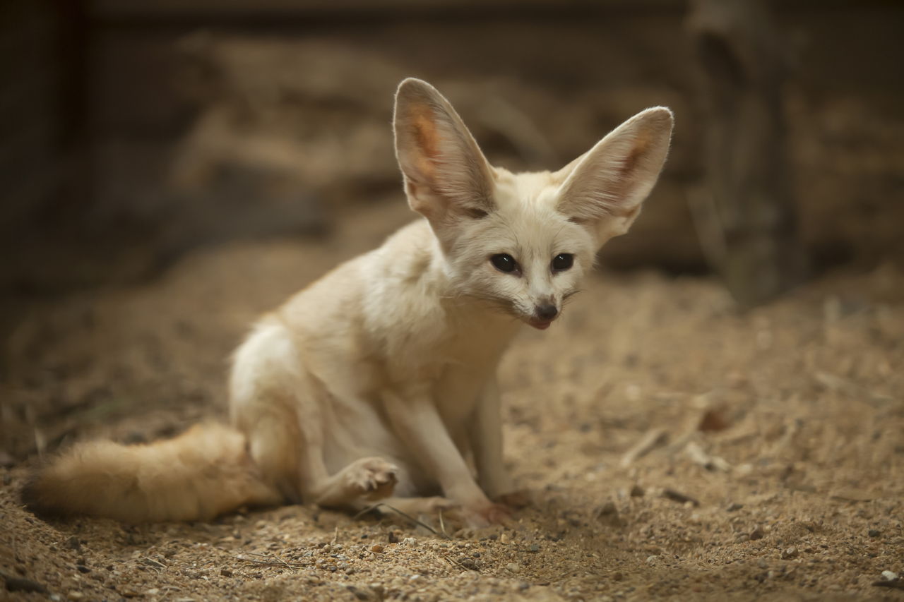 An Exhaustive List Of The Animals In The Sahara Desert Animal Sake