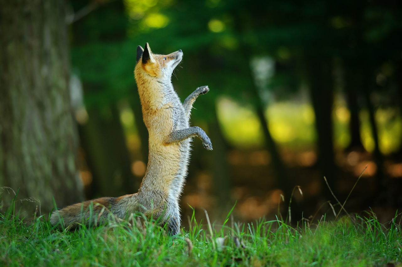 Red Fox Habitat Places Where These Cunning Carnivorans Live Animal Sake