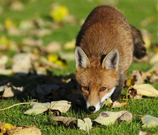 Sneaking Fox