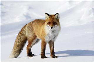 Fox In Snowdrift