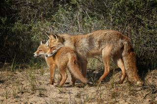 Red Fox And Her Cub