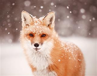 Red Fox And Falling Snow