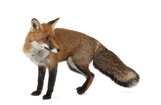 Red Fox Vulpes