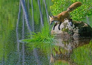 Red Fox Jumping From Boulder Into Pond