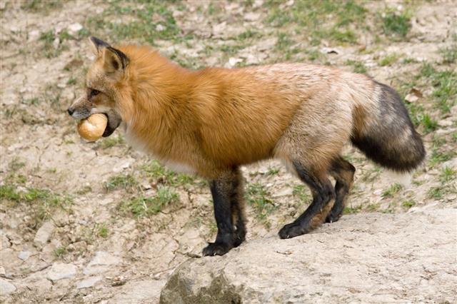 Red Fox With A Bun
