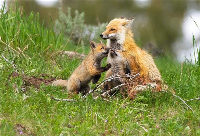 Red Fox Family Yellowstone Np