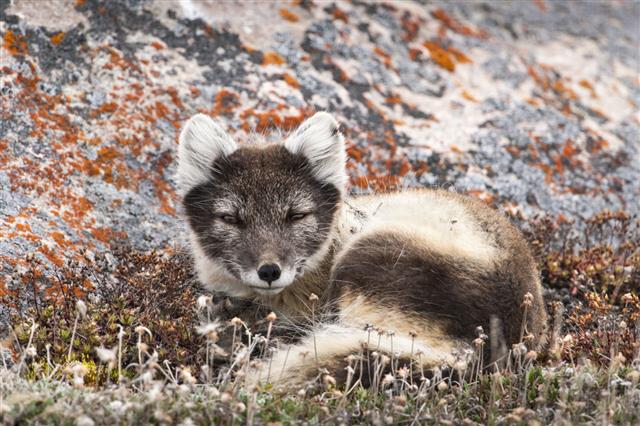 Resting Female Arctic Fox