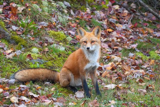 Red Fox Sitting On Grass
