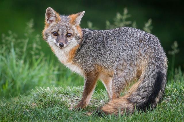 Portrait Of A Grey Fox