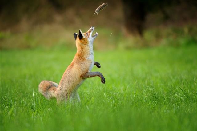 Red Fox Throwing Haunted Mouse