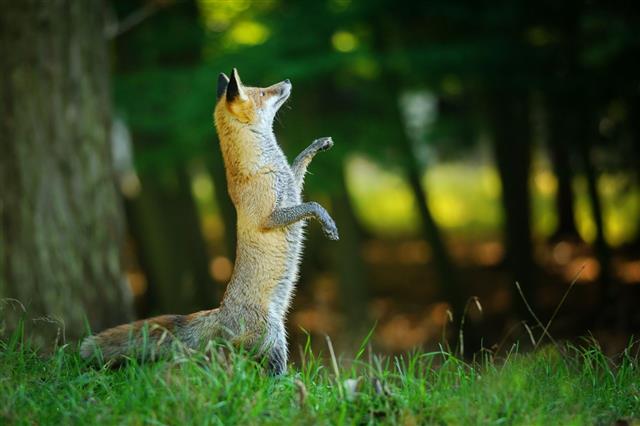 Red Fox Standing On Hind Legs In Forest