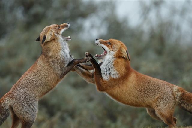 Red Fox Fight