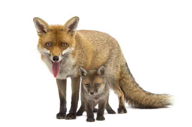 Mother Fox With Her Cub