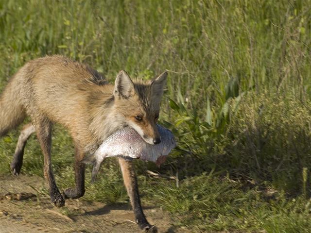 Fox With Fish
