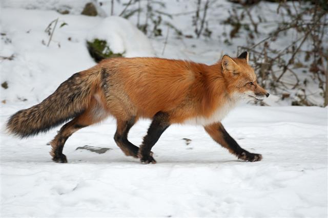Red Fox Running In Winter