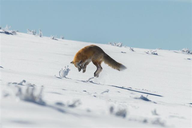 Red Fox Yellowstone National Park Wyoming