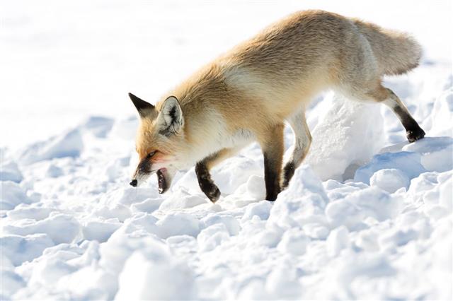 Fox At Winter Preying