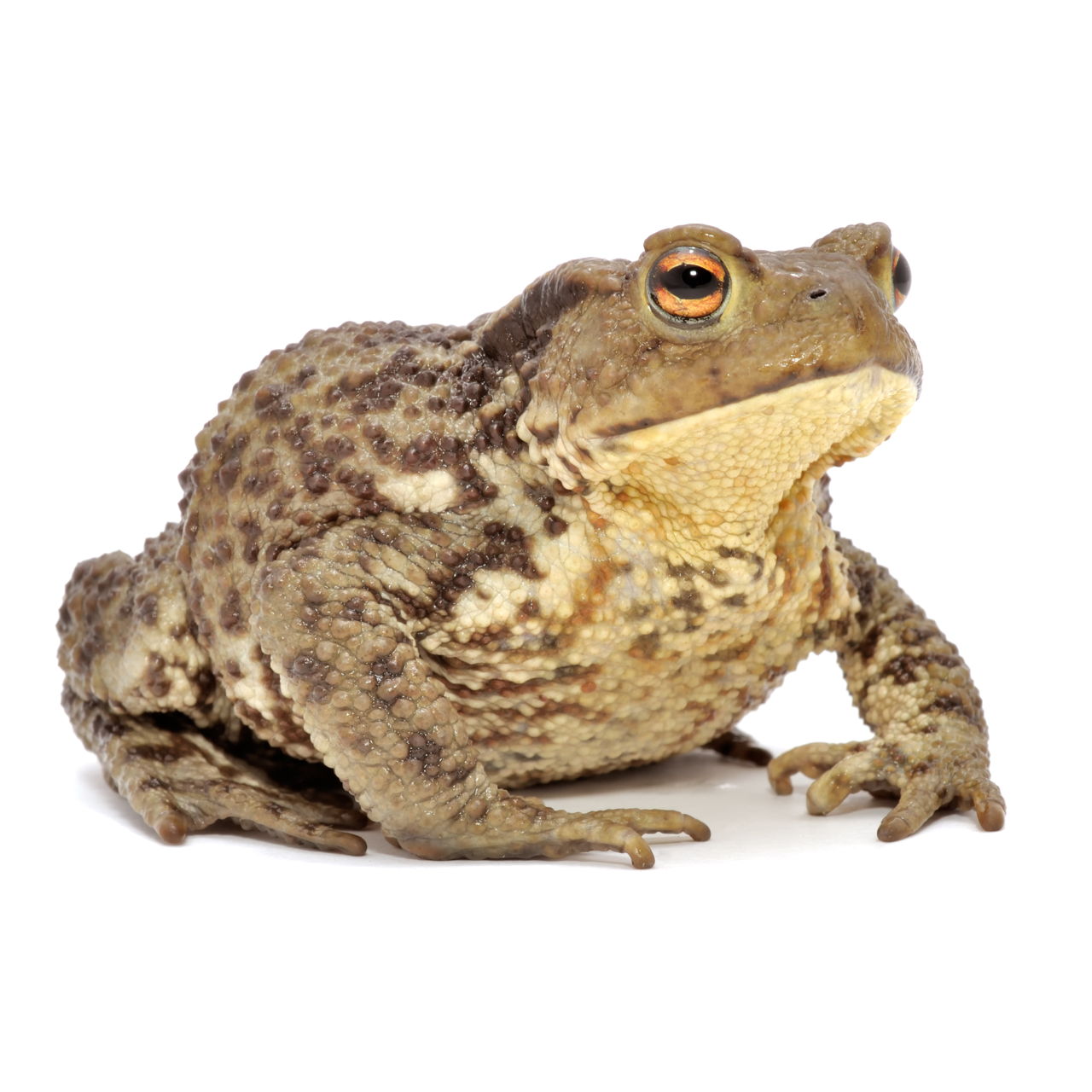 青蛙草蛙 库存图片. 图片 包括有 青蛙, 生态学, 被截肢者, 环境, 公用, 上涨, 森林, 观察, 蛙属 - 40660761