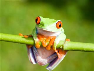 Frog Hanging On Stem