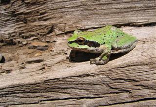Desert Frog On A Log